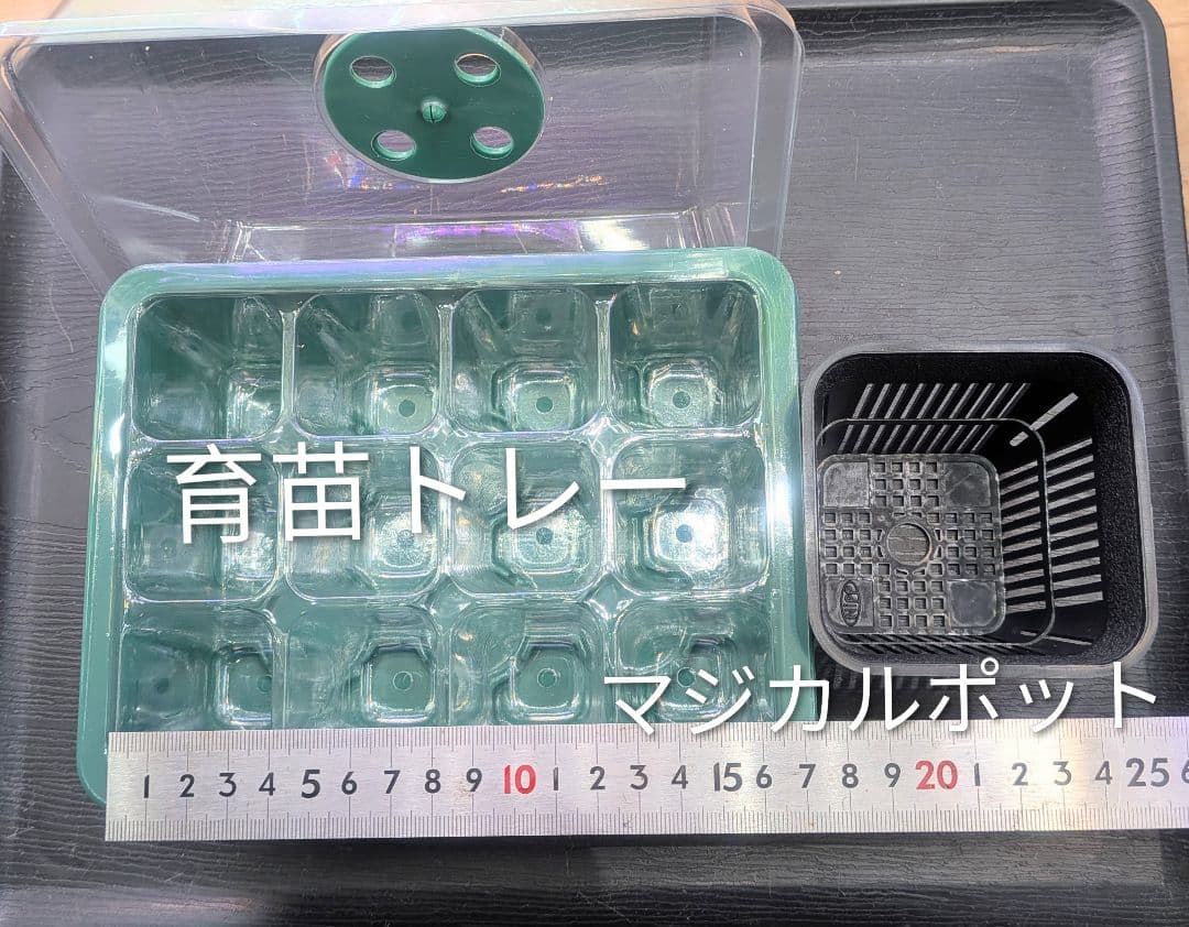 ビカクシダ、育苗トレー入り12個セット②、D2セットめろ