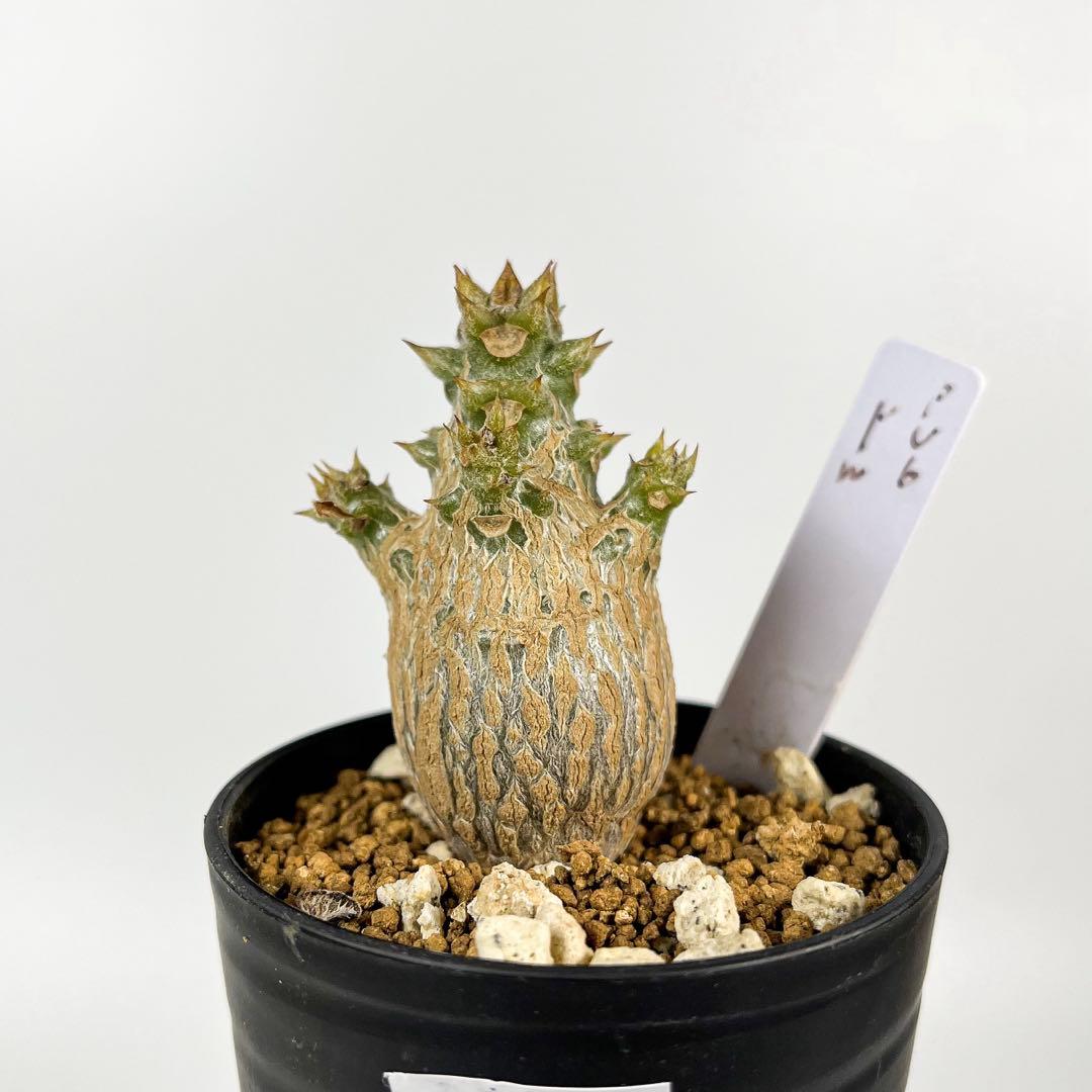 パキポディウム・ウィンゾリー 実生8