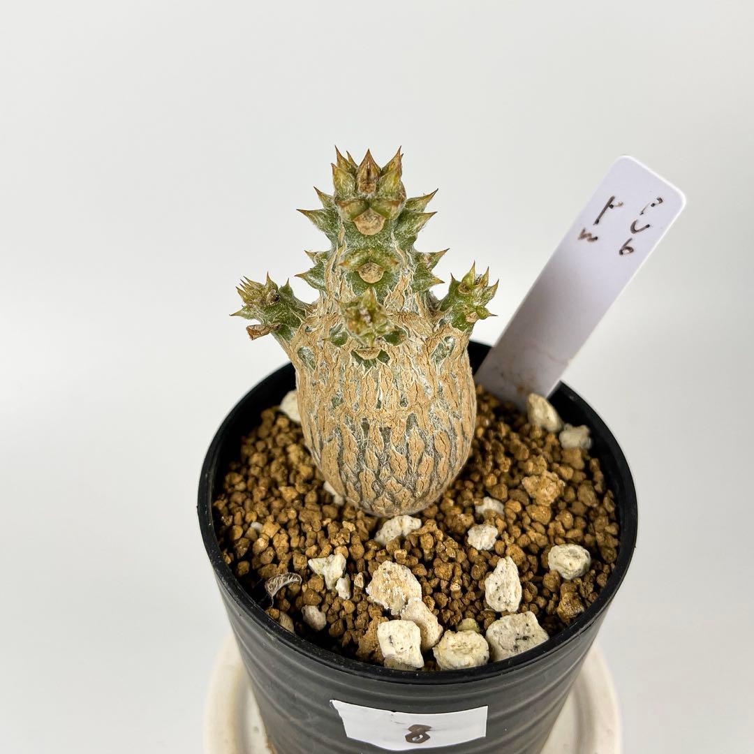 パキポディウム・ウィンゾリー 実生8